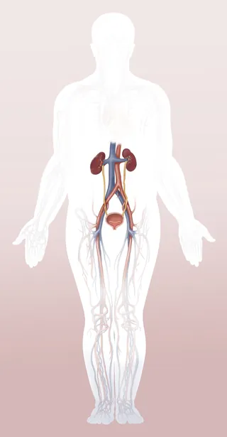 Detailed diagram of human urinary system showing kidneys, ureters, bladder by Alex Webber