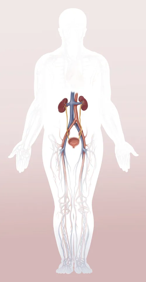 Detailed diagram of human urinary system showing kidneys, ureters, bladder by Alex Webber