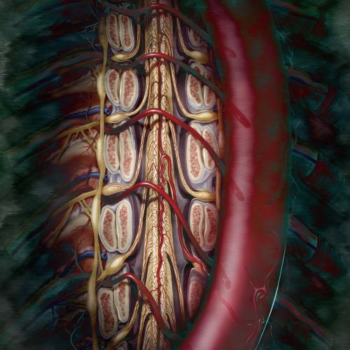 Anatomical illustration of spinal cord and blood vessels by Alex Webber
