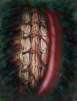 Anatomical illustration of spinal cord and blood vessels by Alex Webber