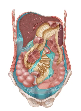 Anatomical illustration of the human digestive system by Alex Webber
