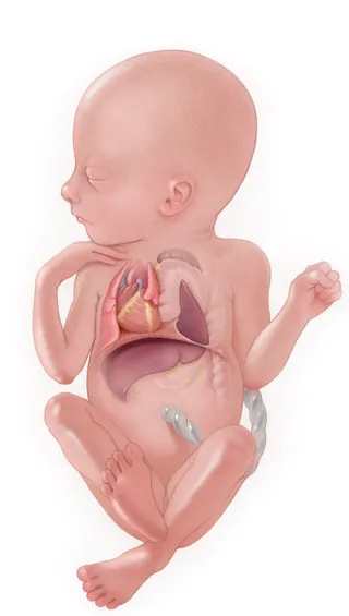 Fetal anatomy illustration with heart and lungs by Alex Webber
