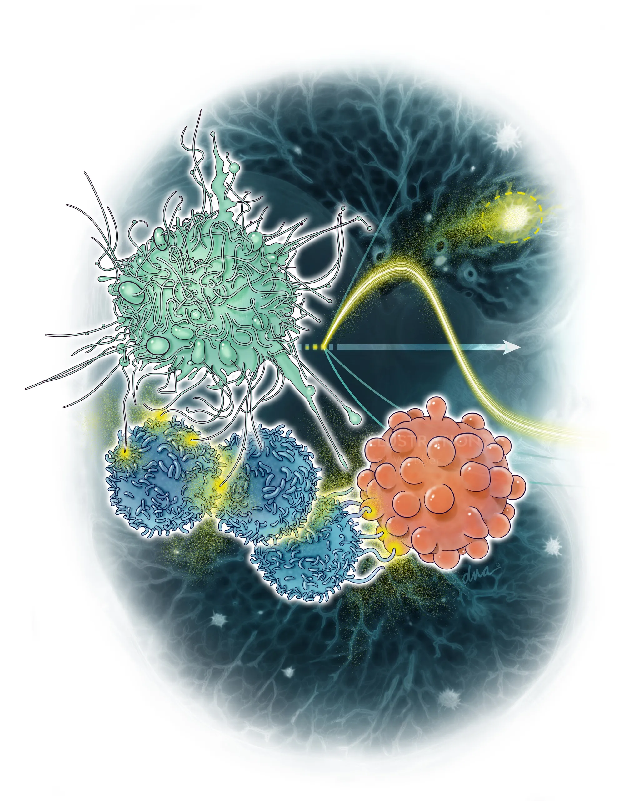 Illustration of immune cells with complex structures by Alex Webber
