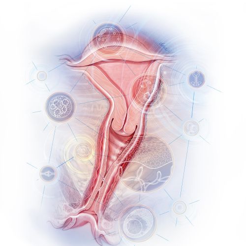 Medical illustration of female reproductive system by Alex Webber