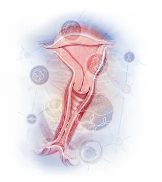 Medical illustration of female reproductive system by Alex Webber