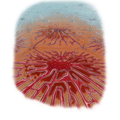 Close-up of red and orange abstract organic patterns by Alex Webber