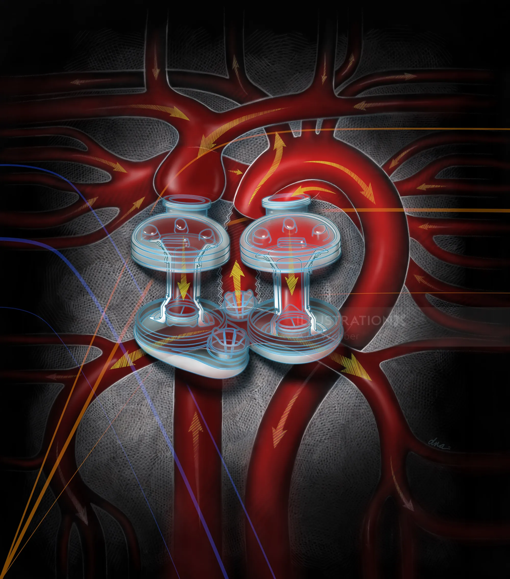 Medical illustration of human kidneys showing blood flow and filtration by Alex Webber