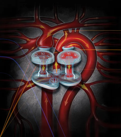 Medical illustration of human kidneys showing blood flow and filtration by Alex Webber