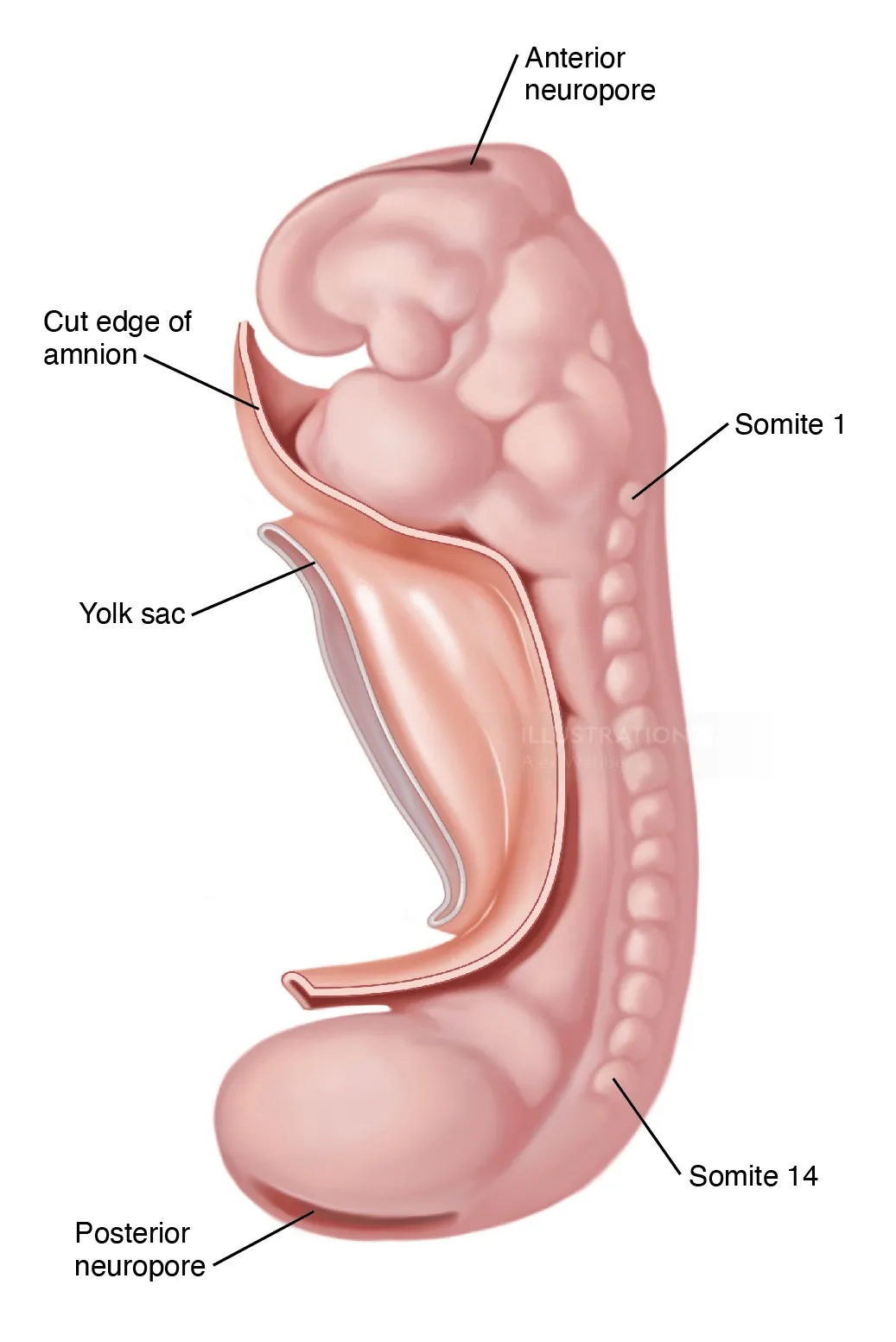 Human embryo labeled with anterior neuropore, yolk sac, and somites by Alex Webber