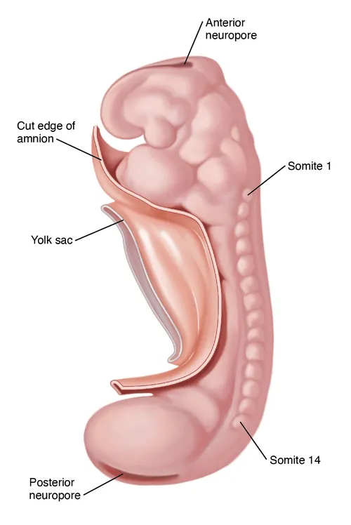 Human embryo labeled with anterior neuropore, yolk sac, and somites by Alex Webber