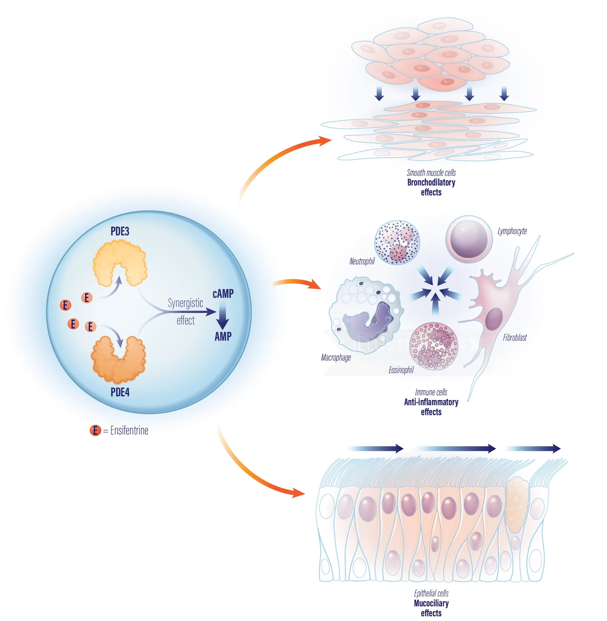 Cell signaling pathways showing immune and epithelial cell responses by Alex Webber