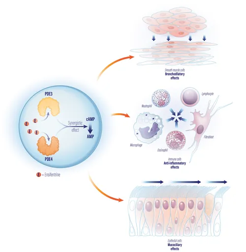 Cell signaling pathways showing immune and epithelial cell responses by Alex Webber