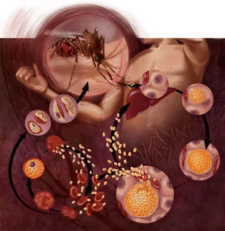 A piece of editorial showing malaria life cycle