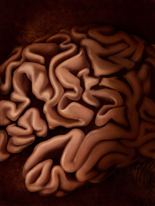 An illustration of cerebral cortex of the brain