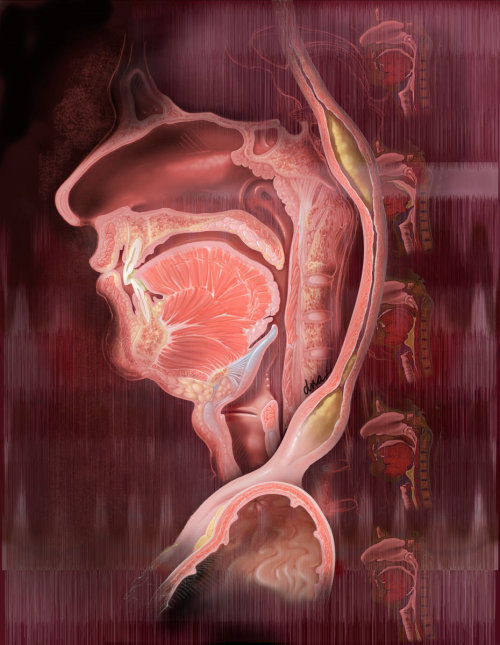 Dysphagia and swallowing illustration by AlexBaker