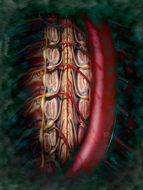 An illustration of Artery of Adamkiewicks