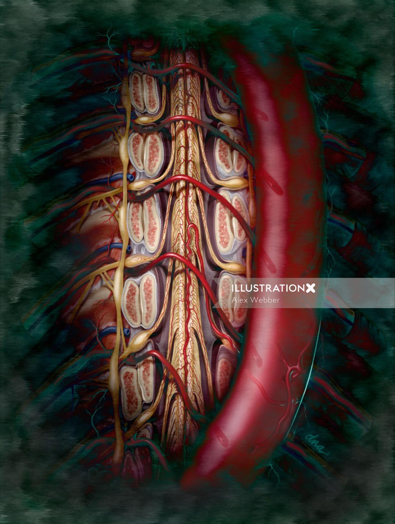 Uma ilustração da artéria de Adamkiewicks