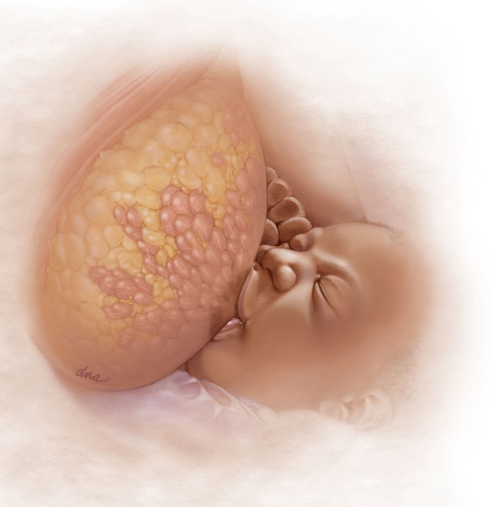 Anatomy of a lactating breast for Medical Magazine