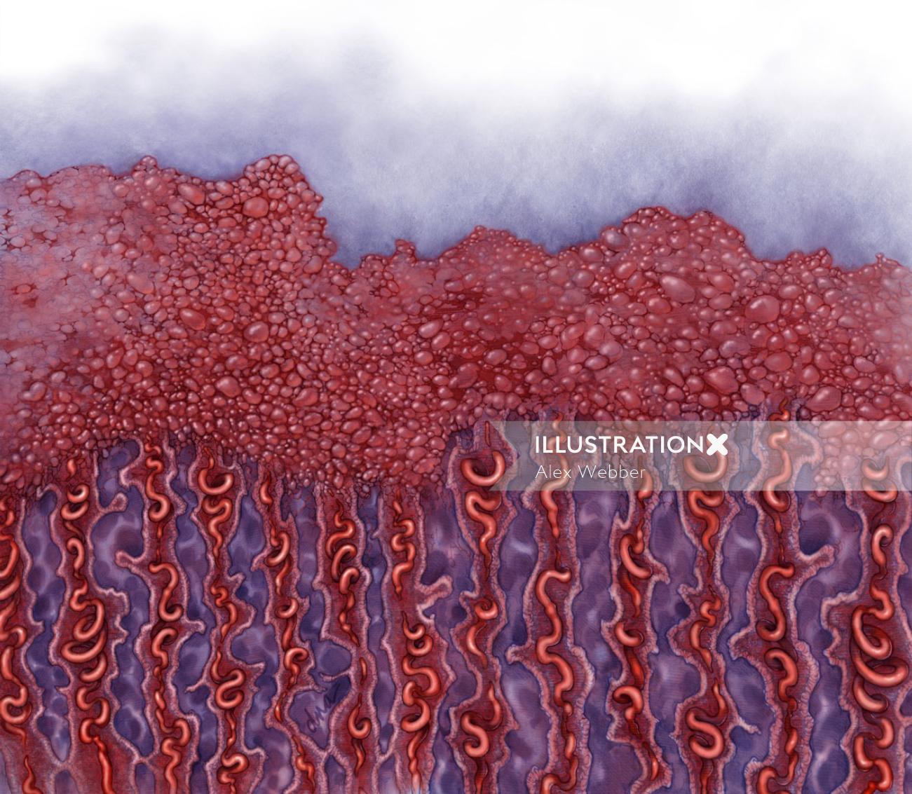 Ilustração do corte transversal do endométrio
