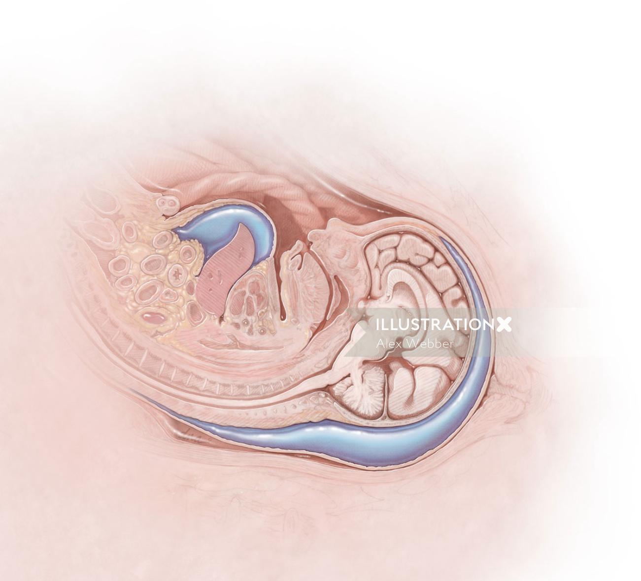 Coupe médio-sagittale du fœtus par Alex Baker