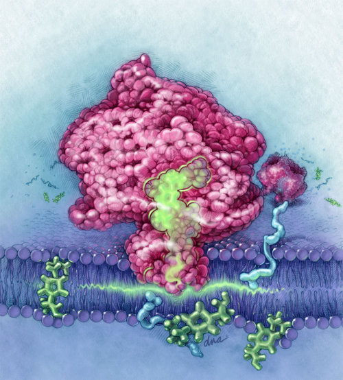 Mechanism of NSAID molecule illustration by AlexBaker