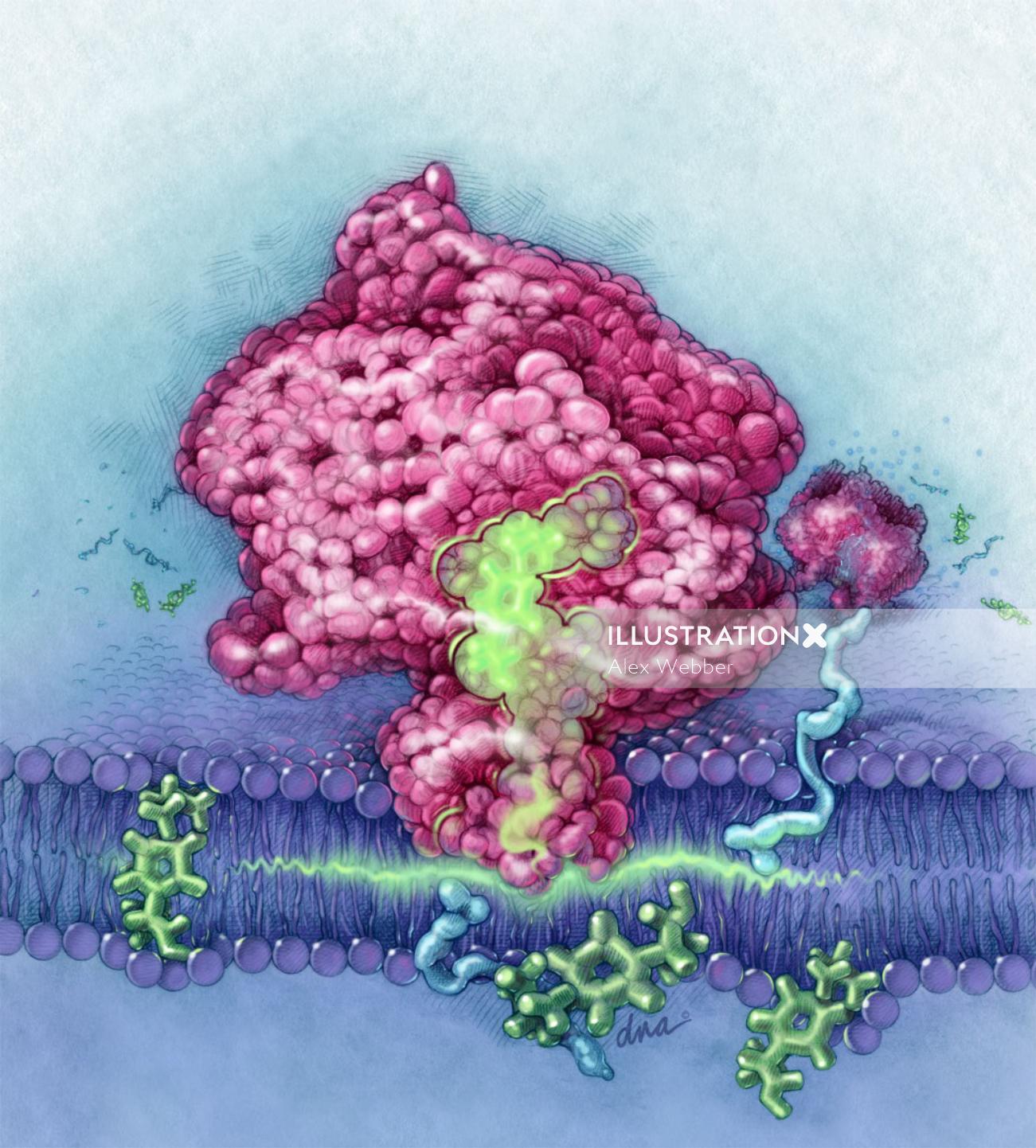 Mecanismo de ilustração da molécula AINE por AlexBaker