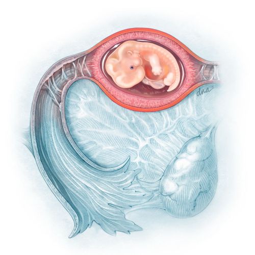 6 week fetus diagram