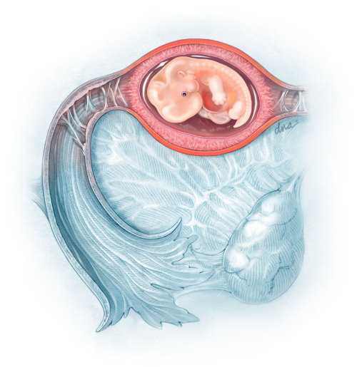 6 week fetus diagram