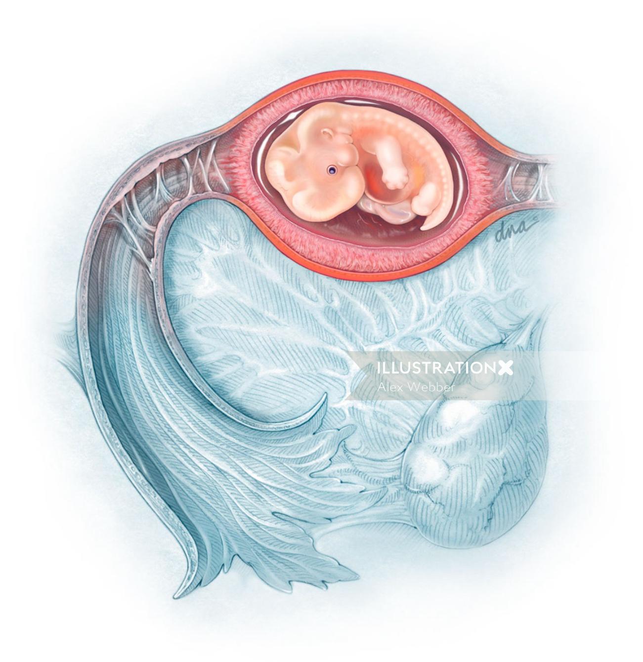 Vista interna da ilustração do feto das trompas de Falópio