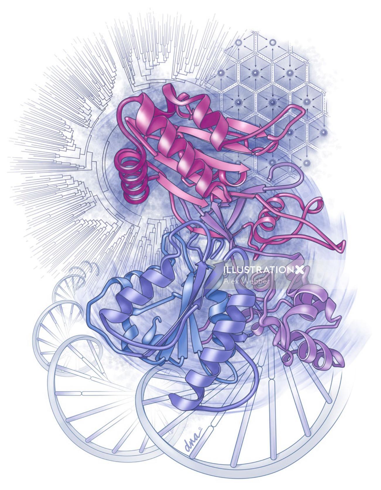 Uma ilustração do Citocromo P450