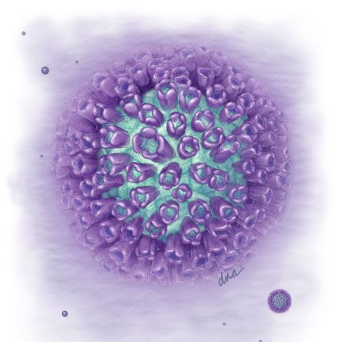 An illustration of Encephalitis virus