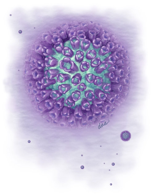 An illustration of Encephalitis virus