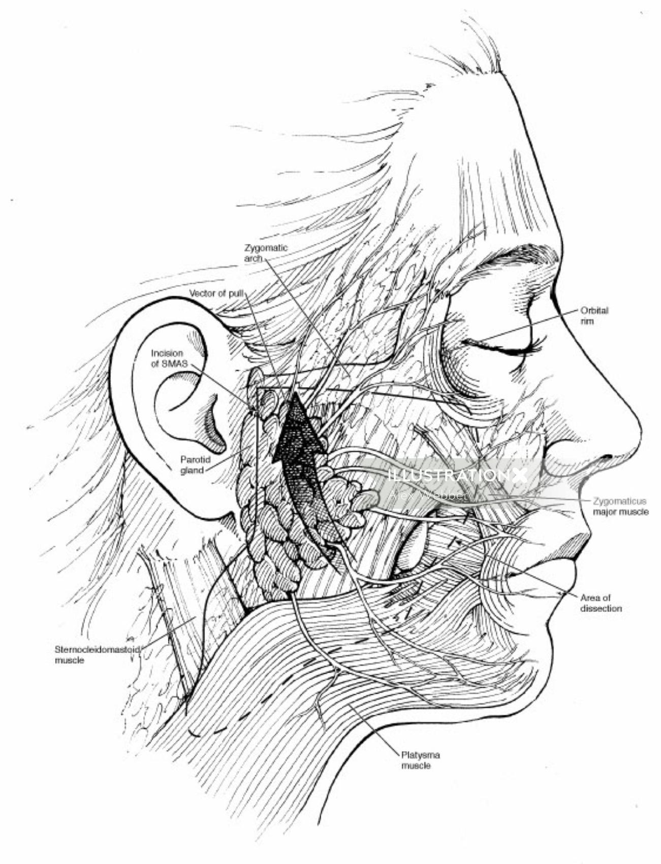 Ilustração médica das camadas do rosto