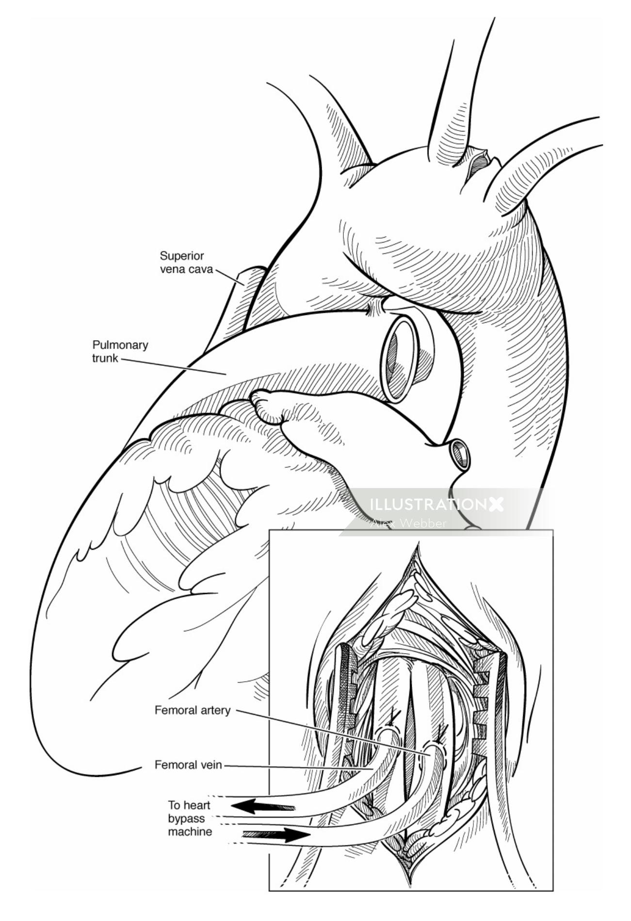 Ilustração médica de batimento cardíaco