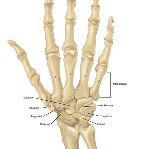 An illustration of skeleton hand