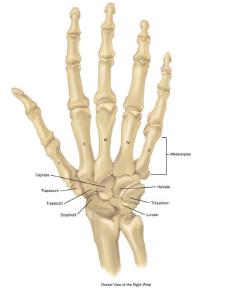 Uma ilustração da mão do esqueleto