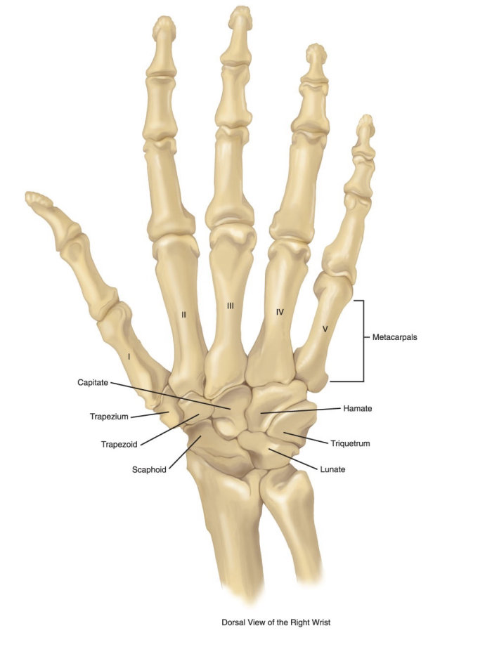 An illustration of skeleton hand