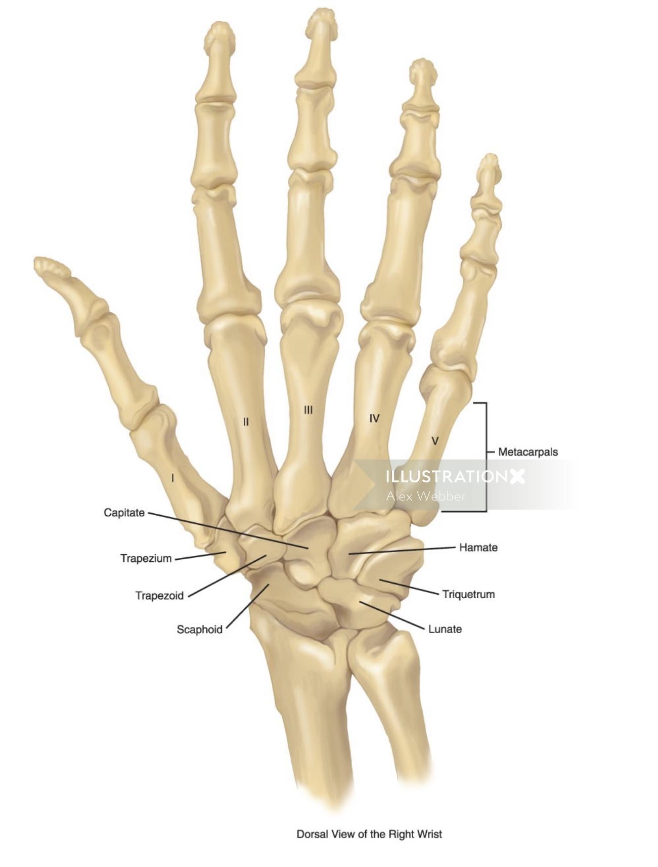 Une illustration de la main squelette