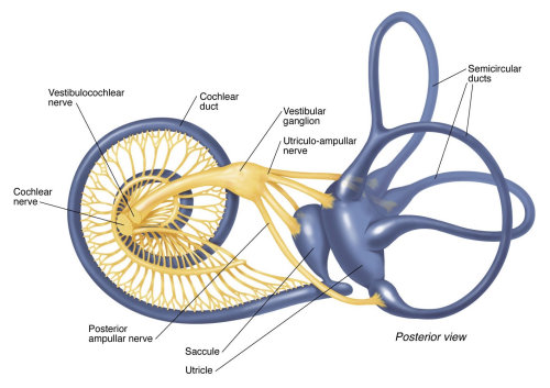 Medical illustration of posterior view of inner ear