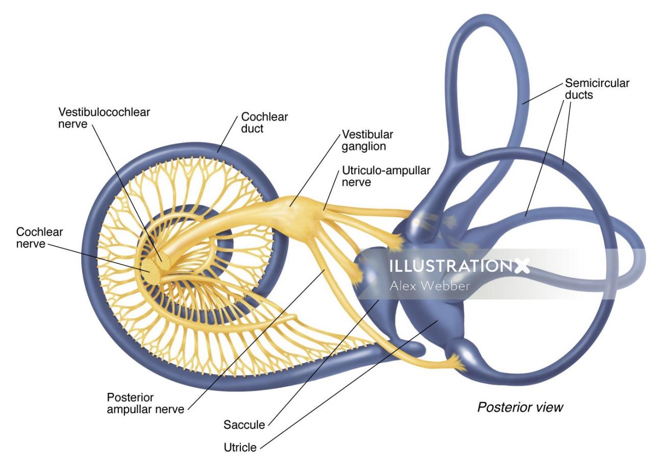 Ilustração médica da vista posterior do ouvido interno