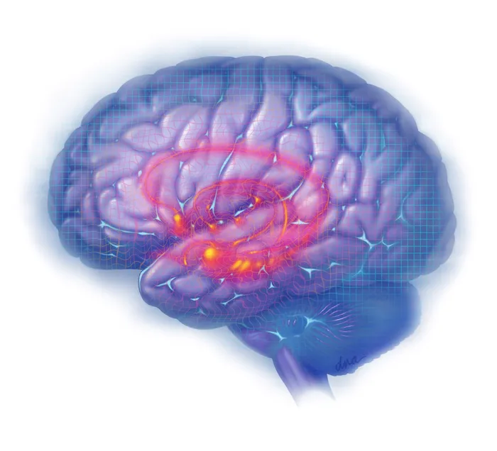 Pain and the Limbic System educational illustration