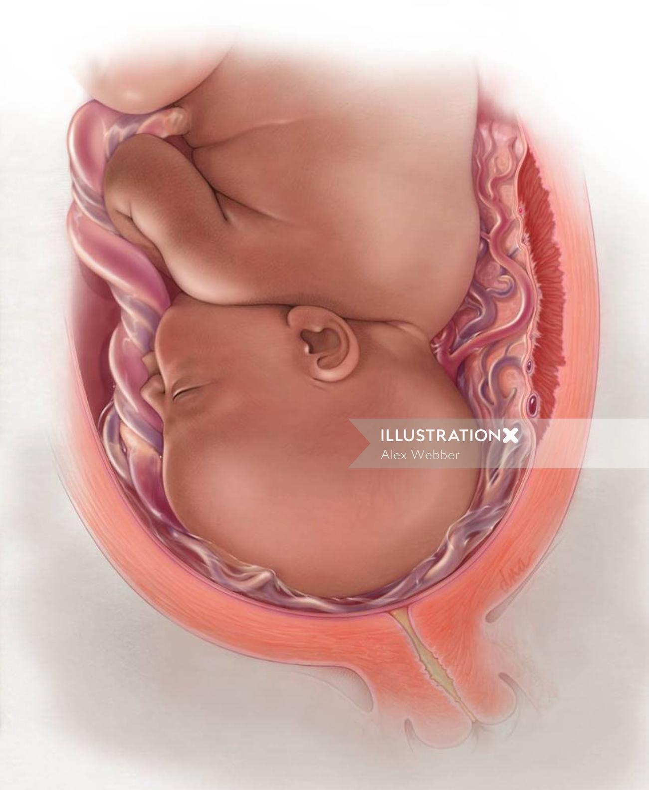 Uma ilustração do bebê no útero