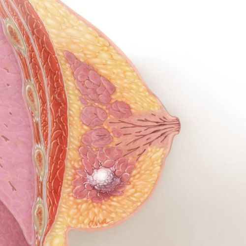 An illustration of anatomy of breast