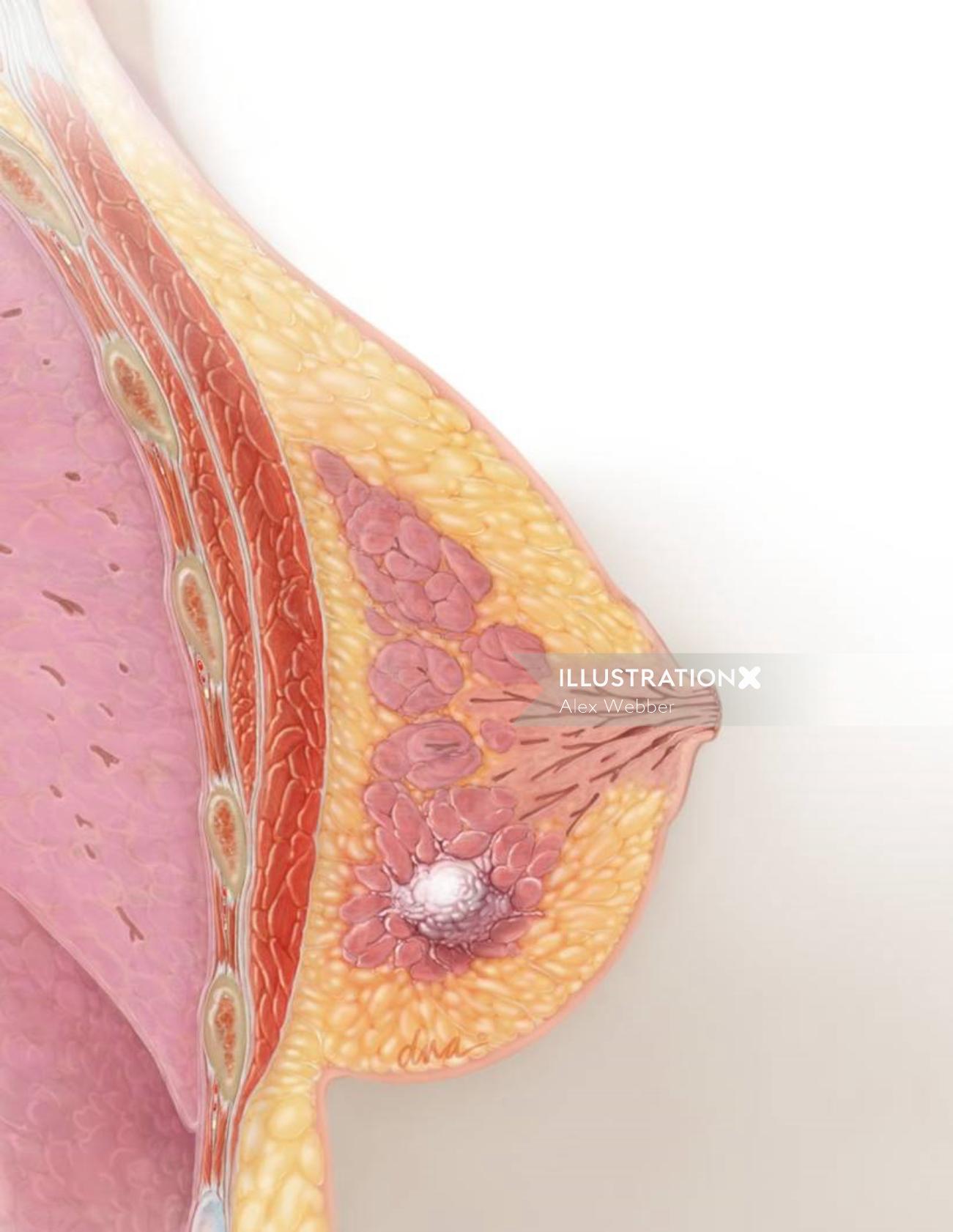 Uma ilustração da anatomia da mama