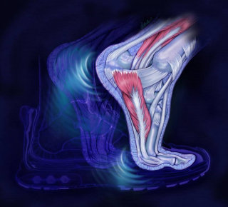Anatomia da corrida descalça
