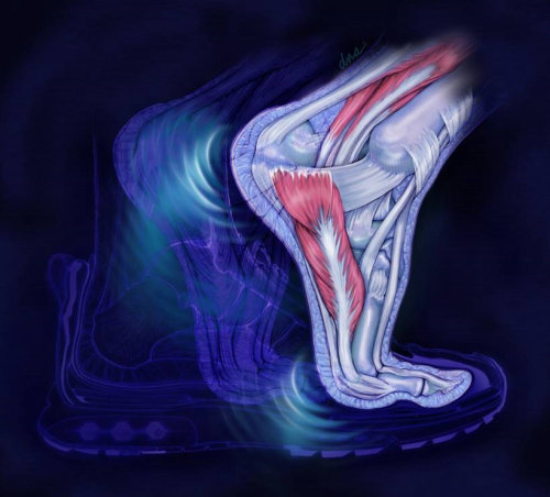An illustration of leg anatomy