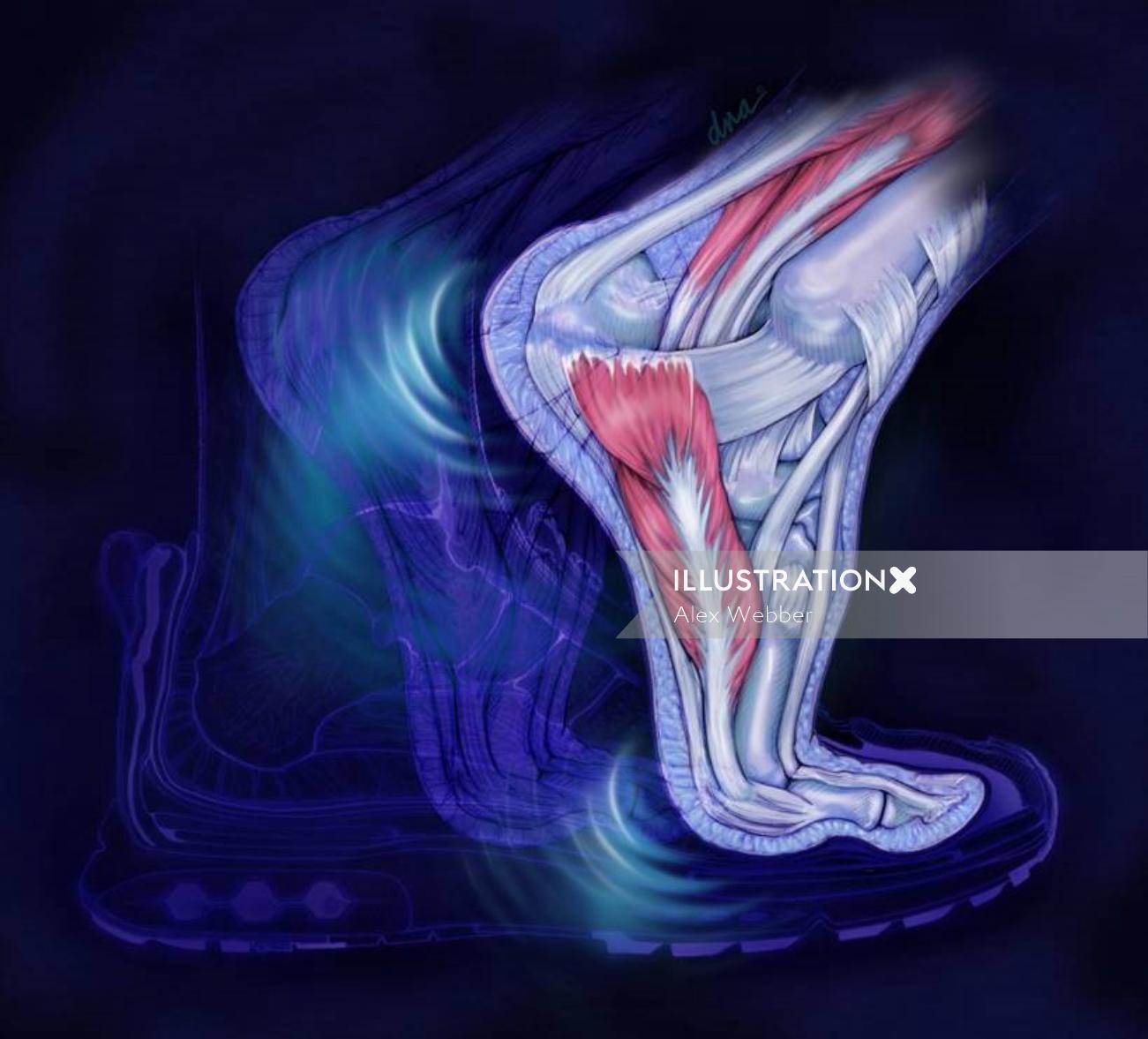Uma ilustração da anatomia da perna