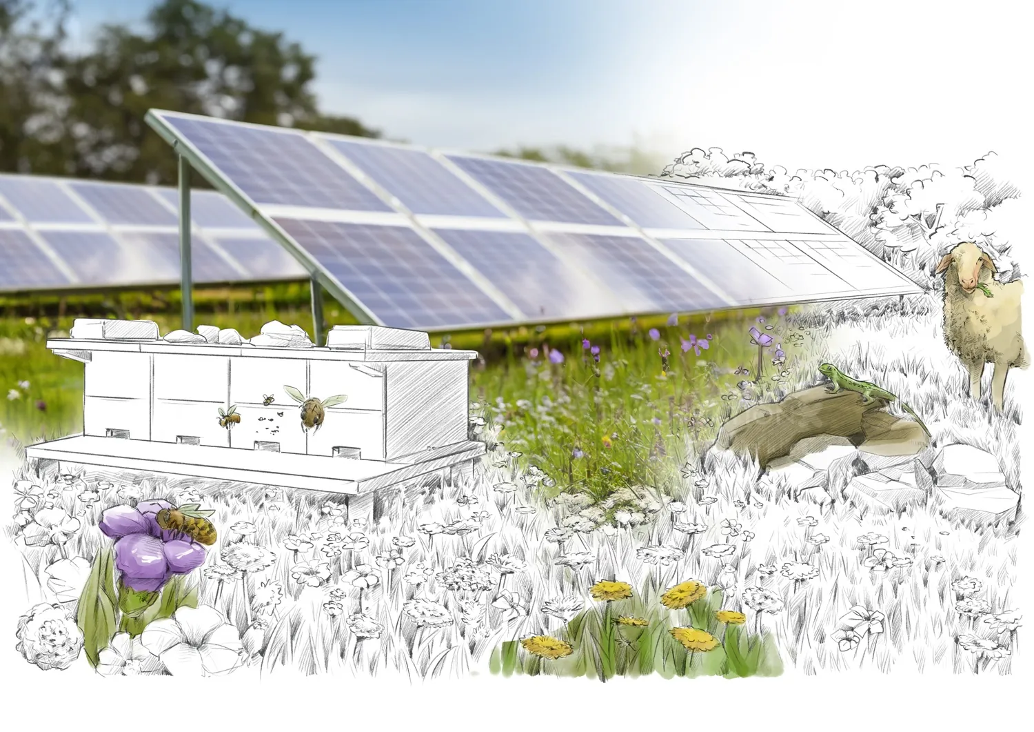 Solar panels, beehive, flowers, and a sheep in a meadow illustration