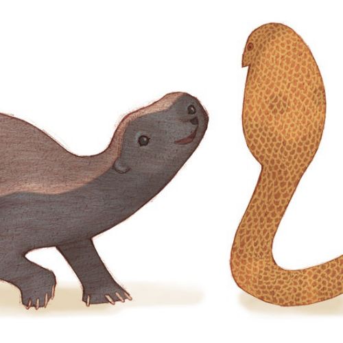Illustration of a honey badger facing a cobra snake