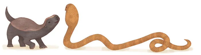 Illustration of a honey badger facing a cobra snake